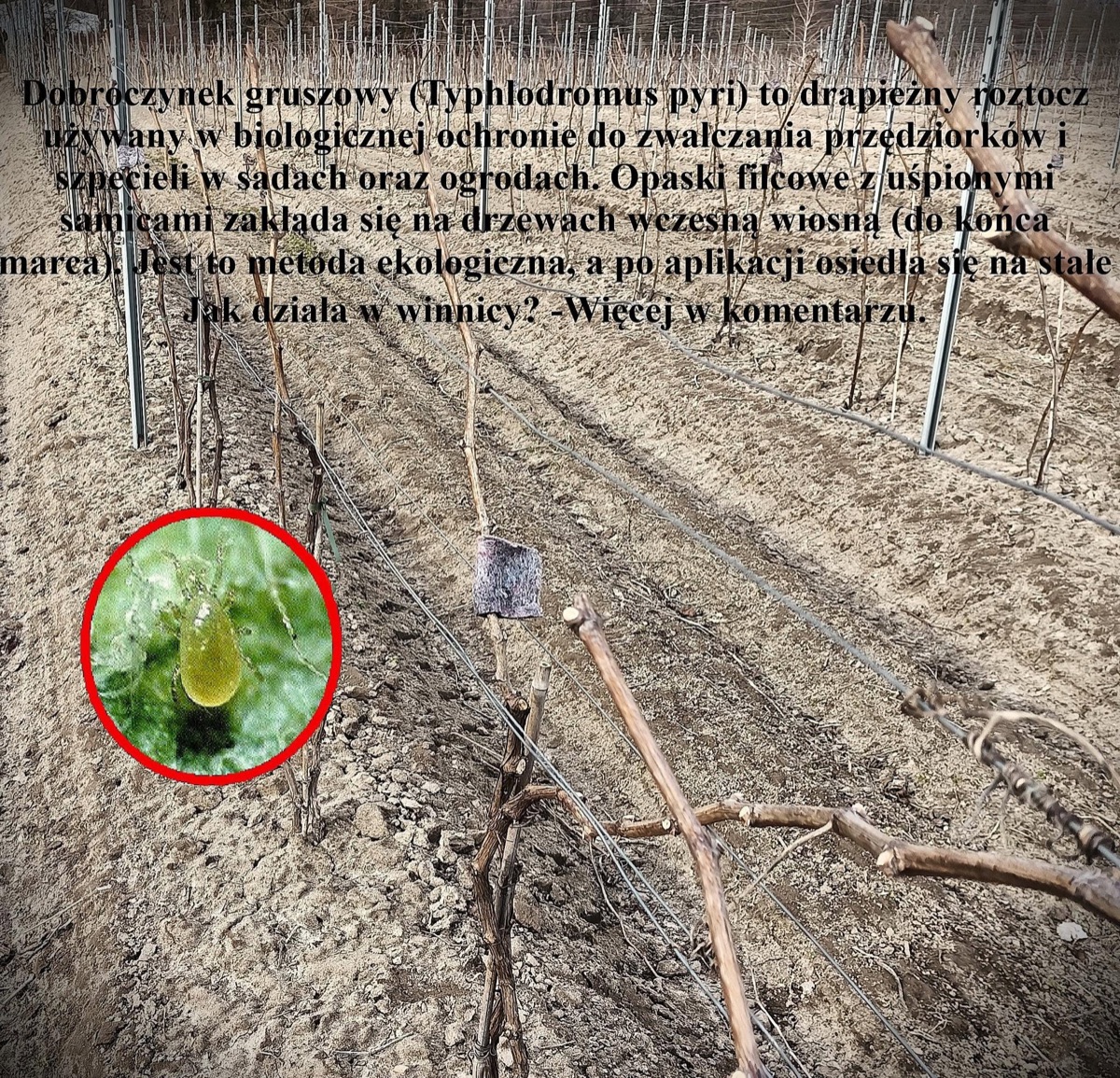 Opaska filcowa z dobroczynkiem gruszowym na krzewie winorośli