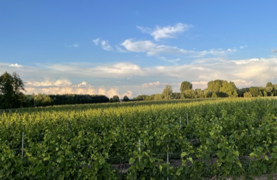 Krajobraz Winnicy Eco Symfonia o zachodzie słońca