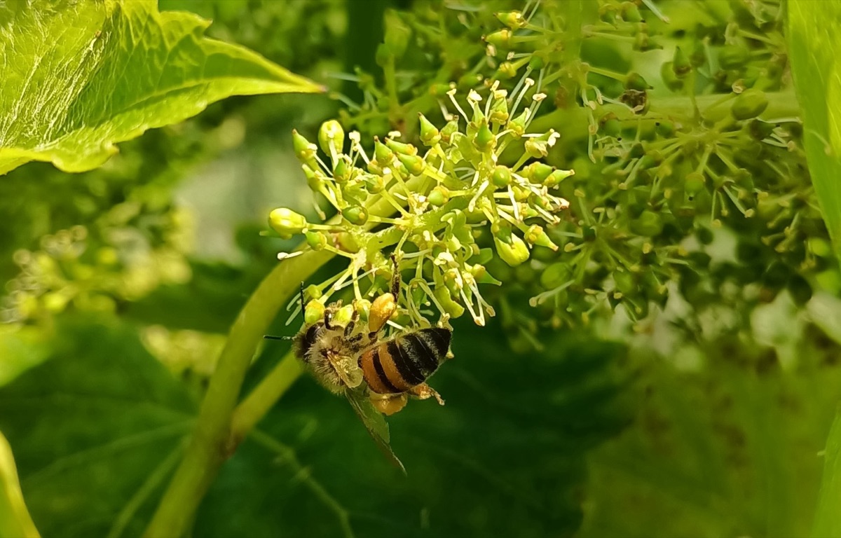 Pszczoła na kwiatostanie winorośli w Winnicy Eco Symfonia