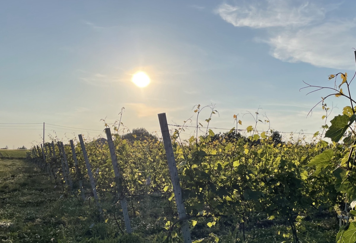 Wschód słońca nad rzędami winorośli w Winnicy Eco Symfonia w Stawie