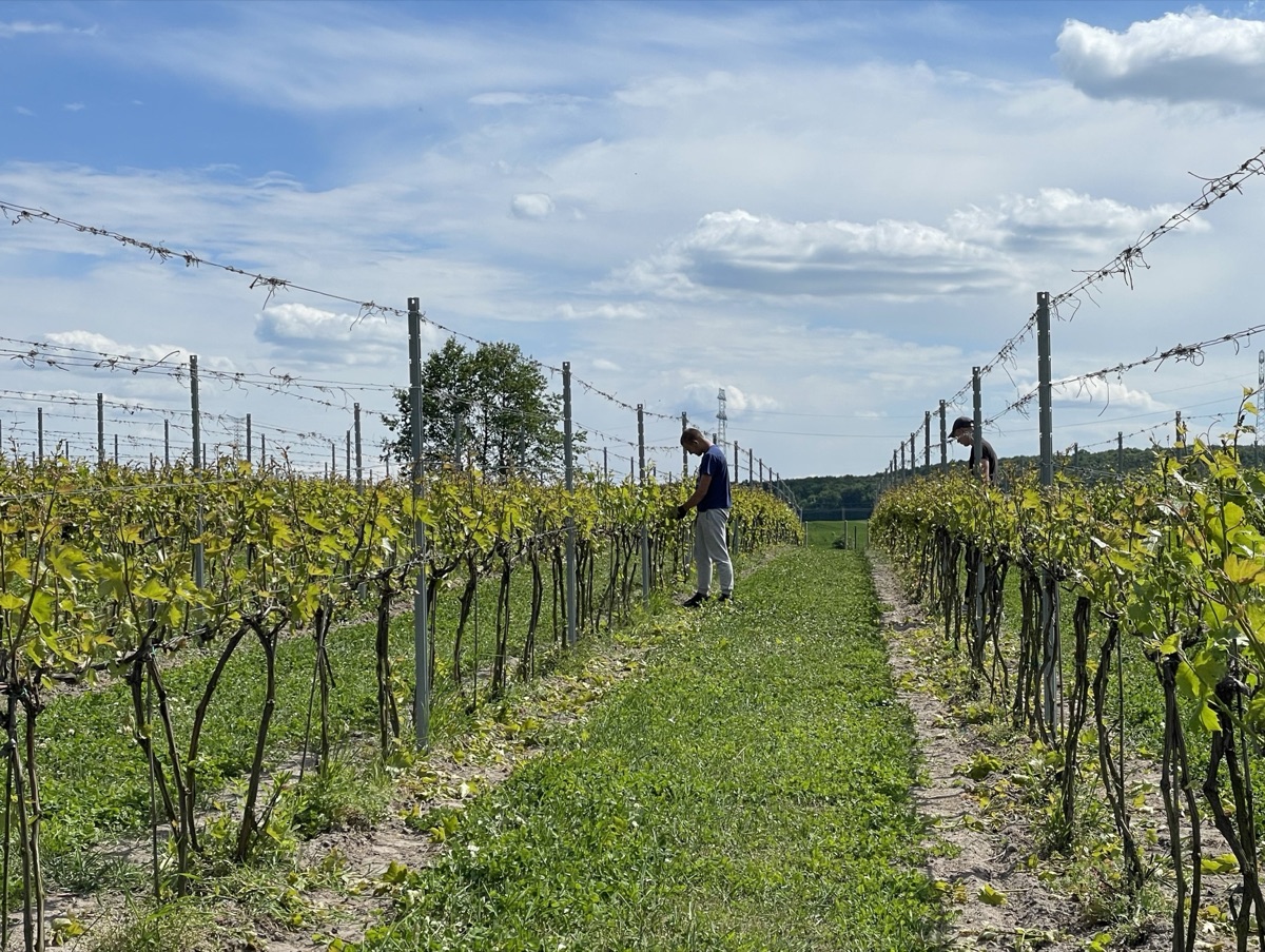 Praca przy selekcji latorośli w rzędach Winnicy Eco Symfonia
